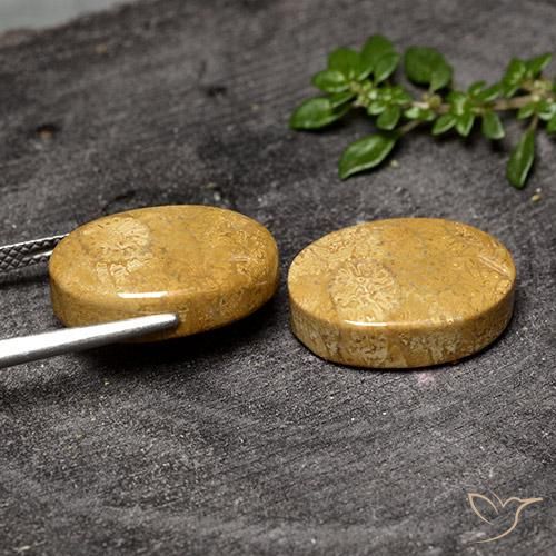 Fossil Coral Gemstones in 17.1 x 12.4 mm Size for Sale, Fossil Coral Stones in Multicolor Color