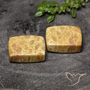 29.63 ctw Multicolor Fossil Coral Stones, Natural Fossil Coral in Cushion Cabochon Shape for Sale