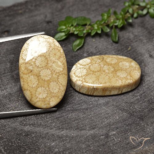 Par de Coral Fósil Ovalada a juego de 21,1 x 13,6mm - Peso 28,2 ct en total / promedio. 14,1 ct cada uno, color Multicolor en claridad Opaco, piedra preciosa natural No tratado, dureza de Mohs 6.5 - 7 Adecuado para joyas de uso diario, Photo A