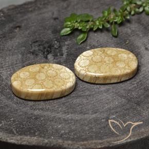 28.20 ctw Multicolor Fossil Coral Stones, Natural Fossil Coral in Oval Cabochon Shape for Sale