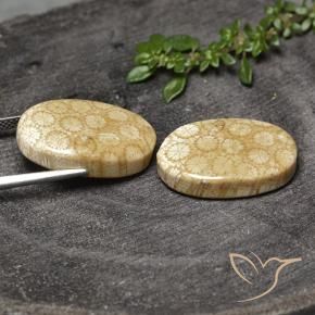 Fossil Coral Gemstones in 21.1 x 13.6 mm Size for Sale, Fossil Coral Stones in Multicolor Color