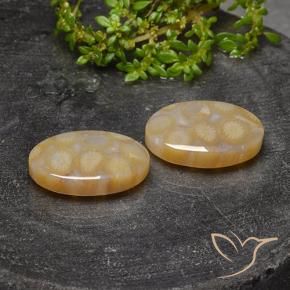 23.14 ctw Multicolor Fossil Coral Stones, Natural Fossil Coral in Oval Cabochon Shape for Sale