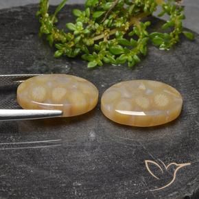 Fossil Coral Gemstones in 19.8 x 12.6 mm Size for Sale, Fossil Coral Stones in Multicolor Color