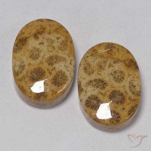 22.57 ct Oval Fossil Coral, 18 x 12.5 mm From Indonesia, Photo A