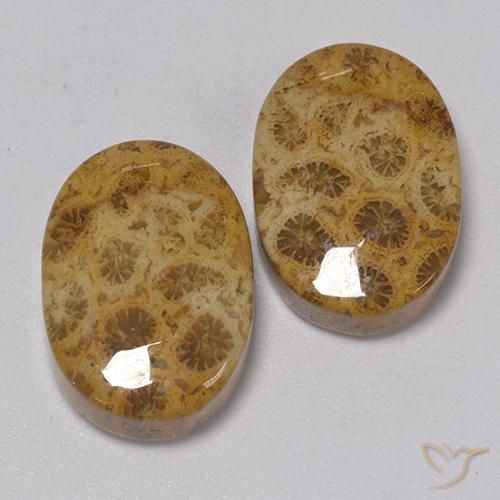 22.57 ctw Multicolor Fossil Coral Stones, Natural Fossil Coral in Oval Cabochon Shape for Sale