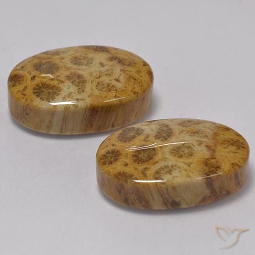 Fossil Coral Gemstones in 18 x 12.5 mm Size for Sale, Fossil Coral Stones in Multicolor Color