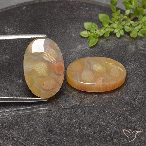 25.17 ct Oval Fossil Coral, 20 x 13.3 mm From Indonesia, Photo A