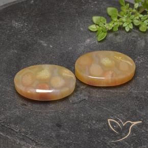 25.17 ctw Multicolor Fossil Coral Stones, Natural Fossil Coral in Oval Cabochon Shape for Sale