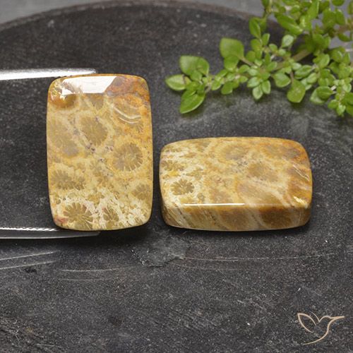 40.81 ct Cushion Fossil Coral, 21 x 14.2 mm From Indonesia, Photo A