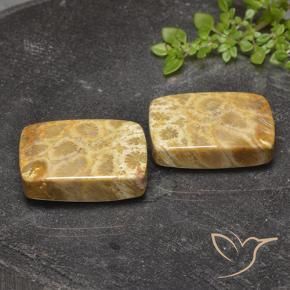 40.81 ctw Multicolor Fossil Coral Stones, Natural Fossil Coral in Cushion Cabochon Shape for Sale