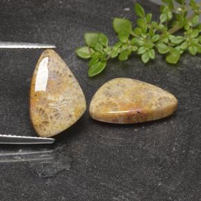 5.5ct Shark Fin Cabochon Multicolor Fossil Coral Gem for sale 5.5ct Shark Fin Cabochon Multicolor Fossil Coral Gem (ID: 498098)