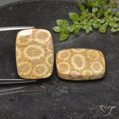 23.94 ct Cushion Fossil Coral, 18.5 x 14.1 mm From Indonesia, Photo A