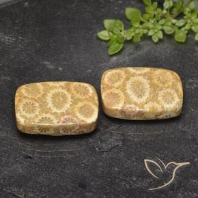 23.94 ctw Multicolor Fossil Coral Stones, Natural Fossil Coral in Cushion Cabochon Shape for Sale