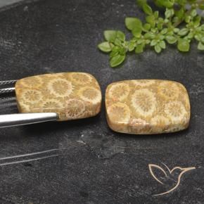 Fossil Coral Gemstones in 18.5 x 14.1 mm Size for Sale, Fossil Coral Stones in Multicolor Color