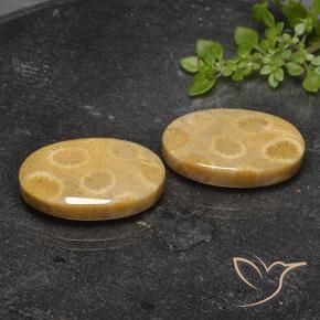 22.26 ctw Multicolor Fossil Coral Stones, Natural Fossil Coral in Oval Cabochon Shape for Sale