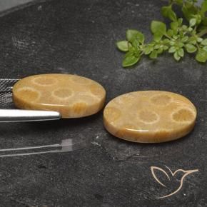 Fossil Coral Gemstones in 20 x 12.9 mm Size for Sale, Fossil Coral Stones in Multicolor Color