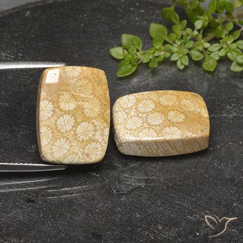 27.14 ct Cushion Fossil Coral, 17.6 x 12.8 mm From Indonesia, Photo A