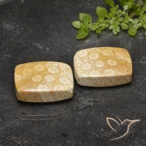 27.14 ctw Multicolor Fossil Coral Stones, Natural Fossil Coral in Cushion Cabochon Shape for Sale