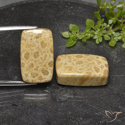 29.2 ct Cushion Fossil Coral, 18.9 x 11.5 mm From Indonesia, Photo A