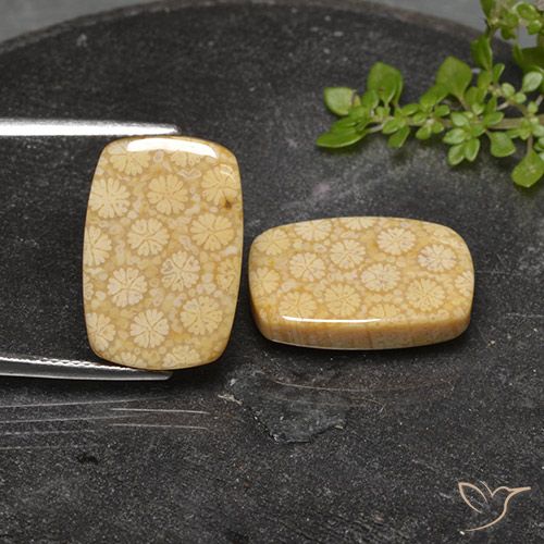 22.32 ct Cushion Fossil Coral, 18.8 x 12.7 mm From Indonesia, Photo A