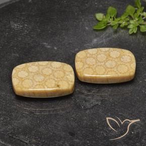 22.32 ctw Multicolor Fossil Coral Stones, Natural Fossil Coral in Cushion Cabochon Shape for Sale