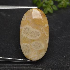 Mehrfarbig Korallen-Fossil Edelstein - 11.1ct Oval Cabochon (ID: 498105)
