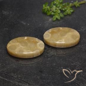 21.72 ctw Multicolor Fossil Coral Stones, Natural Fossil Coral in Oval Cabochon Shape for Sale