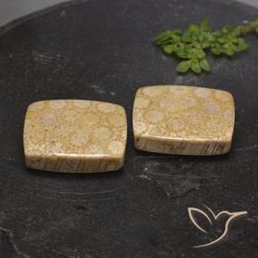 28.56 ctw Multicolor Fossil Coral Stones, Natural Fossil Coral in Cushion Cabochon Shape for Sale