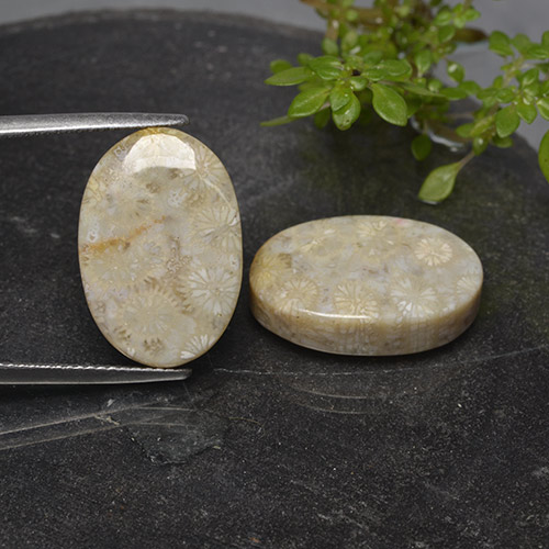 Multicolor Fossil Coral Gem - 12.2ct Oval Cabochon (ID: 498110)