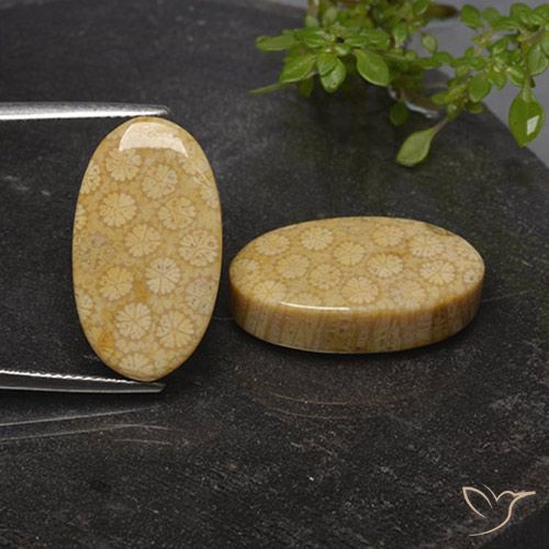 31.03 ct Oval Fossil Coral, 22.3 x 12.6 mm From Indonesia, Photo A