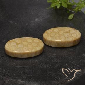 31.03 ctw Multicolor Fossil Coral Stones, Natural Fossil Coral in Oval Cabochon Shape for Sale