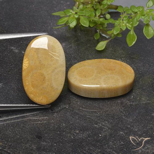 27.54 ct Oval Fossil Coral, 20.3 x 12.6 mm From Indonesia, Photo A