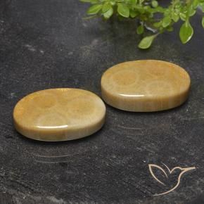 27.54 ctw Multicolor Fossil Coral Stones, Natural Fossil Coral in Oval Cabochon Shape for Sale