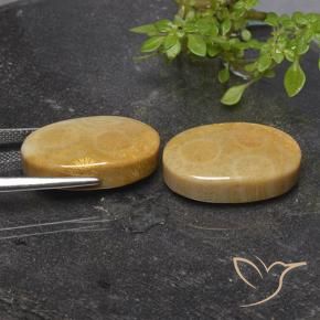 Fossil Coral Gemstones in 20.3 x 12.6 mm Size for Sale, Fossil Coral Stones in Multicolor Color