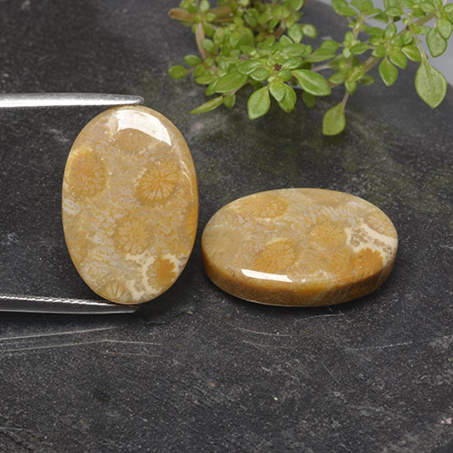 Multicolor Fossil Coral Gem - 13ct Oval Cabochon (ID: 498113)