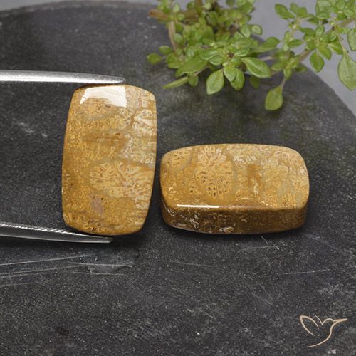 32.26 ct Cushion Fossil Coral, 20.1 x 12.3 mm From Indonesia, Photo A