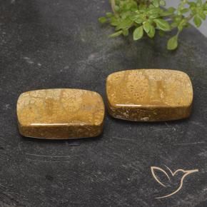 32.26 ctw Multicolor Fossil Coral Stones, Natural Fossil Coral in Cushion Cabochon Shape for Sale