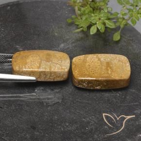 Fossil Coral Gemstones in 20.1 x 12.3 mm Size for Sale, Fossil Coral Stones in Multicolor Color