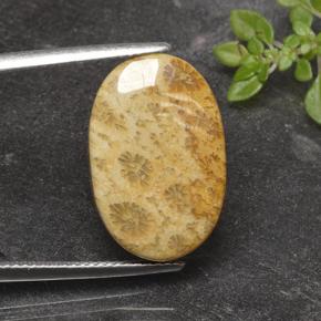 14.69 ct Multicolor Fossil Coral Gemstone, Fossil Coral Gem in Oval Cabochon Shape for Sale.