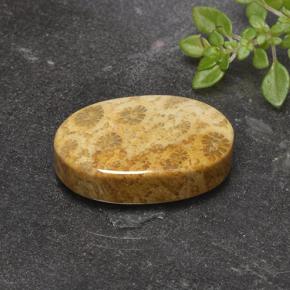 14.69 ct Multicolor Fossil Coral Stone, Natural Fossil Coral in Oval Cabochon Shape for Sale