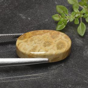 Fossil Coral Gemstone in 20.2 x 13.1 mm Size for Sale, Fossil Coral Stone in Multicolor Color