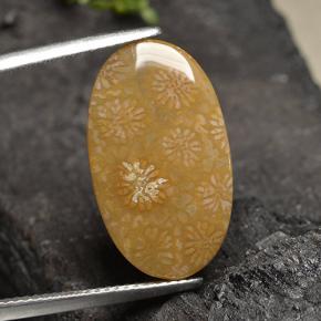 10.8ct Oval Cabochon Multicolor Fossil Coral for sale thumb image of 10.8ct Oval Cabochon Multicolor Fossil Coral (ID: 498117)