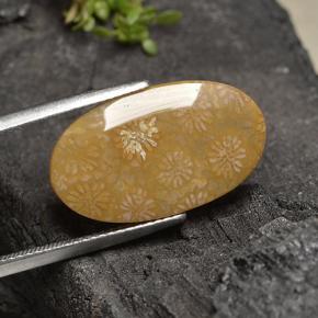 10.75 ct Multicolor Fossil Coral Stone, Natural Fossil Coral in Oval Cabochon Shape for Sale