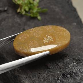 Fossil Coral Gemstone in 21.4 x 12.4 mm Size for Sale, Fossil Coral Stone in Multicolor Color