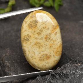13.9ct Oval Cabochon Multicolor Fossil Coral for sale thumb image of 13.9ct Oval Cabochon Multicolor Fossil Coral (ID: 498119)