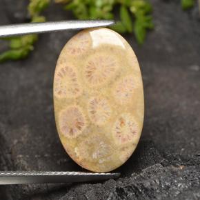 12.3ct Oval Cabochon Multicolor Fossil Coral Gem for sale 12.3ct Oval Cabochon Multicolor Fossil Coral Gem (ID: 498120)