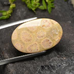 12.27 ct Multicolor Fossil Coral Stone, Natural Fossil Coral in Oval Cabochon Shape for Sale