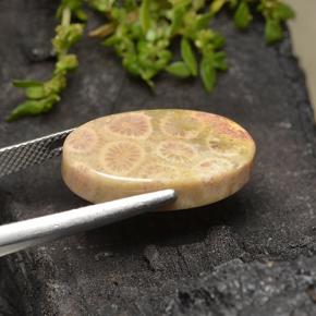Fossil Coral Gemstone in 20.9 x 13 mm Size for Sale, Fossil Coral Stone in Multicolor Color