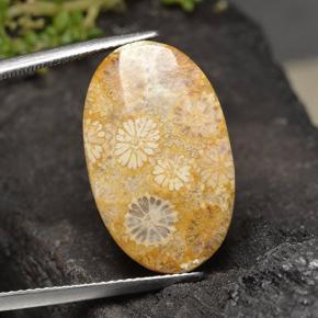 12.5ct Oval Cabochon Multicolor Fossil Coral for sale thumb image of 12.5ct Oval Cabochon Multicolor Fossil Coral (ID: 498122)
