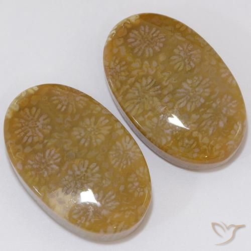 28.62 ctw Multicolor Fossil Coral Stones, Natural Fossil Coral in Oval Cabochon Shape for Sale
